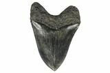 Huge, Fossil Megalodon Tooth - South Carolina #176684-2